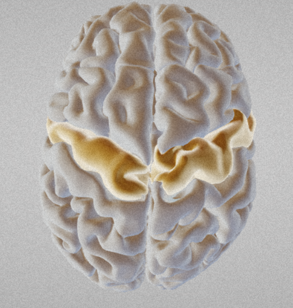 <p>Label this brain region</p>
