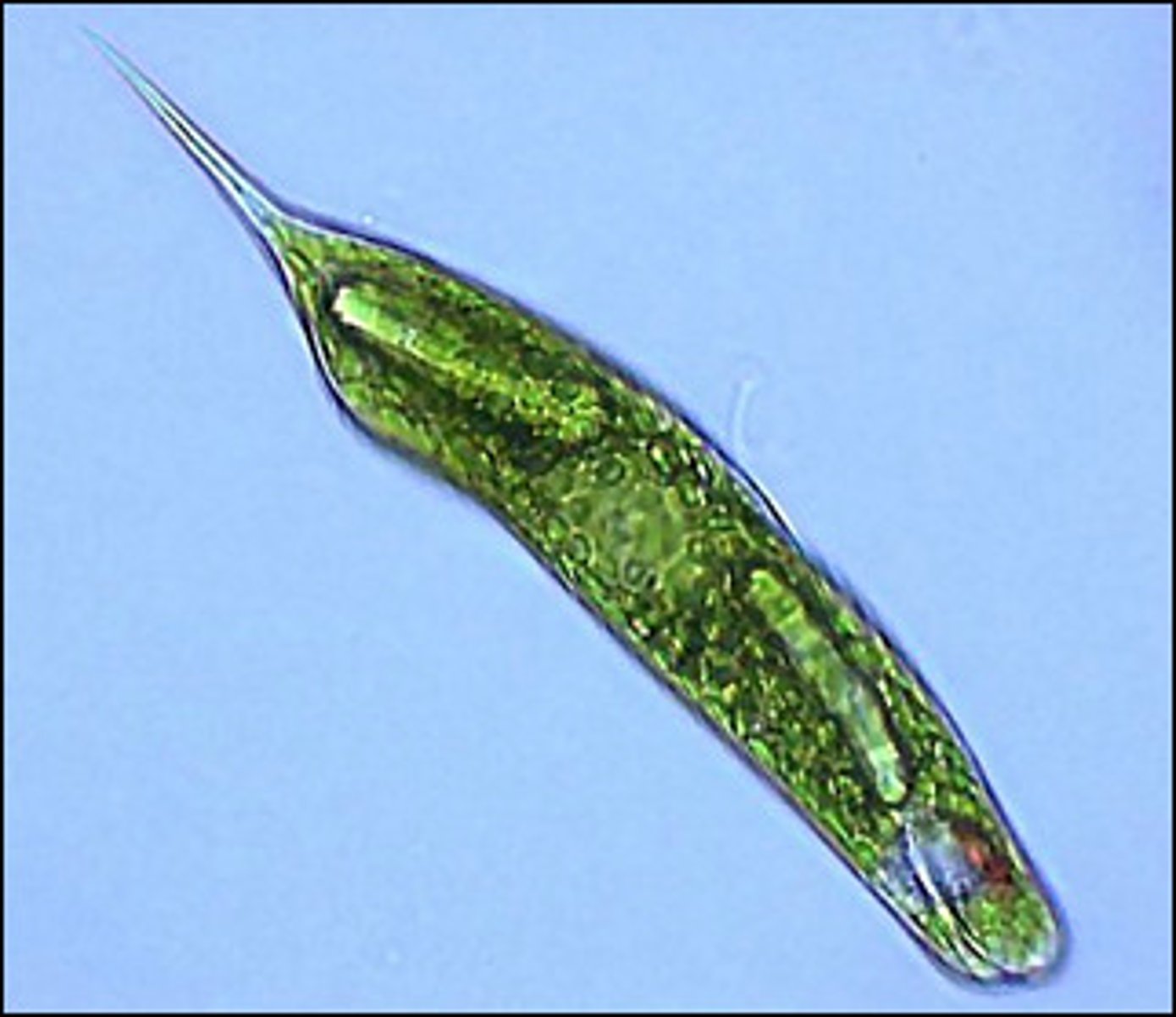 <p>organism that can obtain nutrition by autotrophic or heterotrophic means</p>