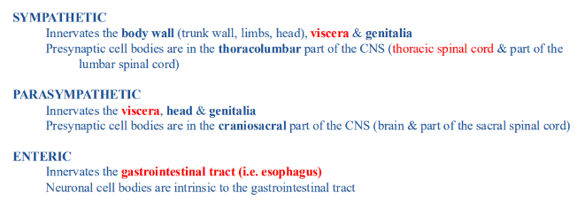 <p>-efferent innervation to viscera entirely autonomic</p><p>-ANS innervates smooth muscle, cardiac muscle, and glands</p><p>-NO skeletal muscle in viscera, therefore NO GSE neurons</p>