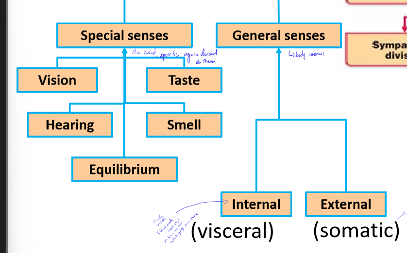 <p>What are internal (visceral) and external (somatic) afferent inputs?</p>