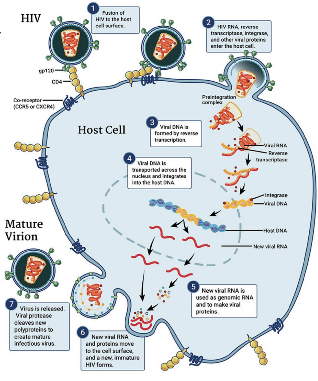 Retrovirus
