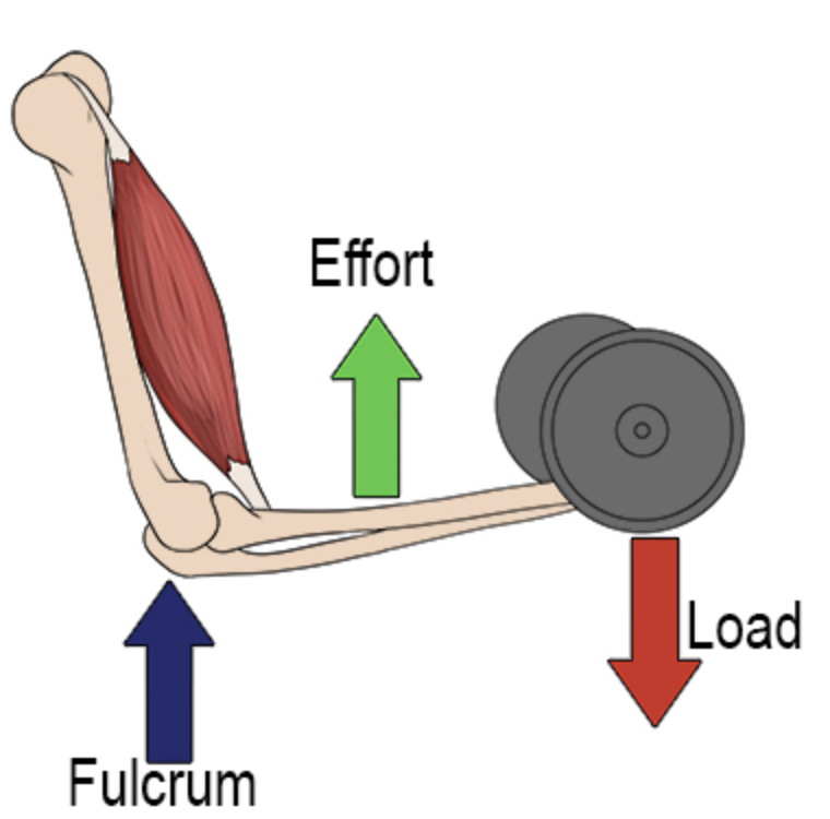 <p>Middle: Effort</p><p>Advantage: Distance</p><p>eg. tweezers</p><p>(most common in the body)</p>