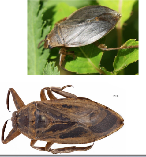 <p>Name the family</p>