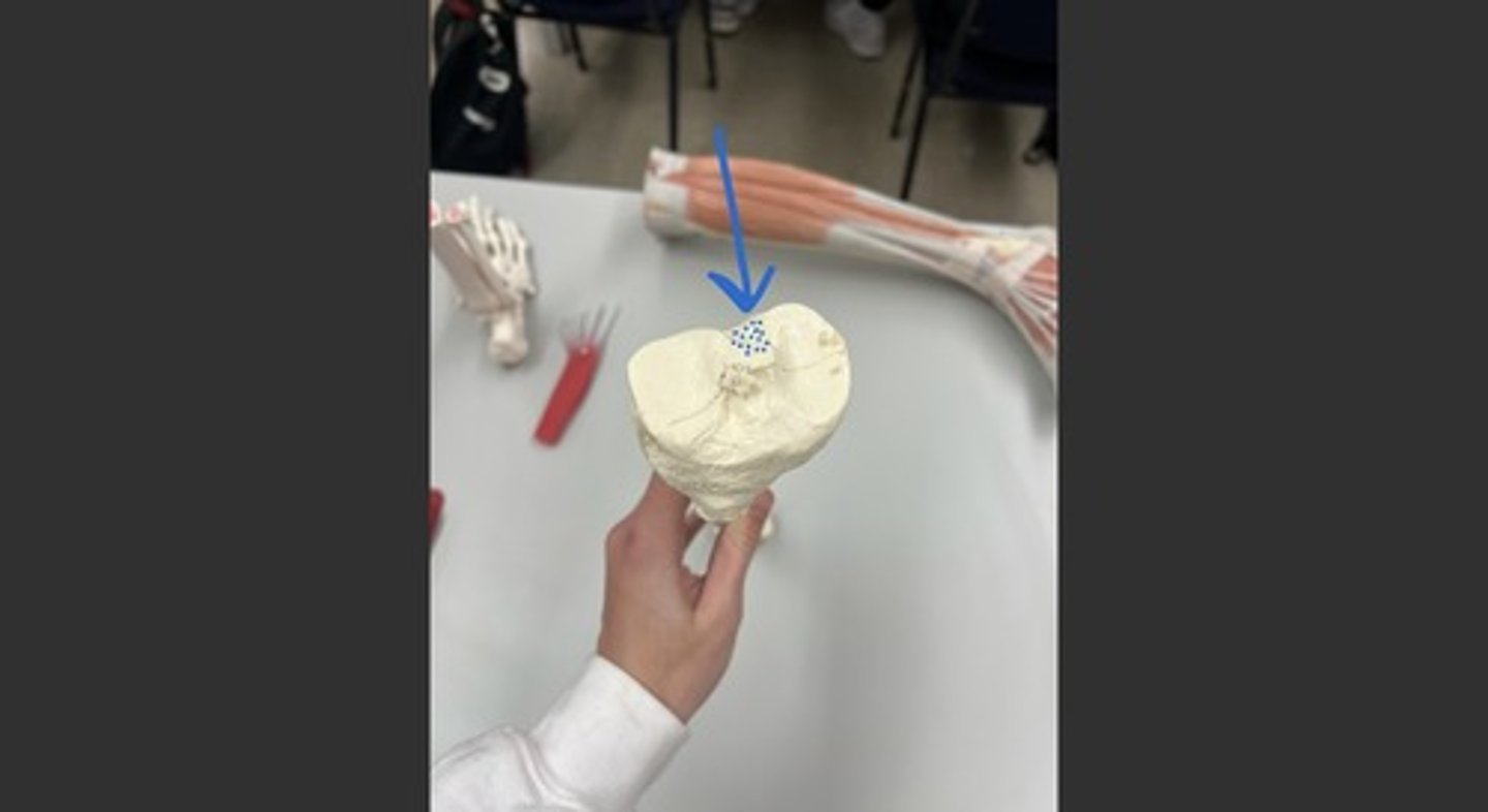 posterior