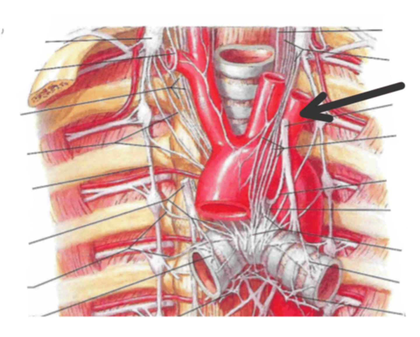 <p>identify the structure(s) indicated by the arrow</p>