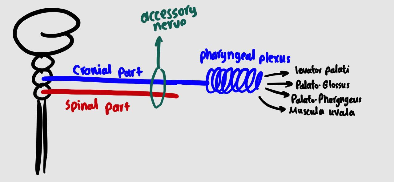 <p>by cranial part of accessory nerve ( through pharyngeal plexus )</p><ul><li><p>EXEPT : tensor palati by trunk of mandibular nerve</p></li></ul><p></p>