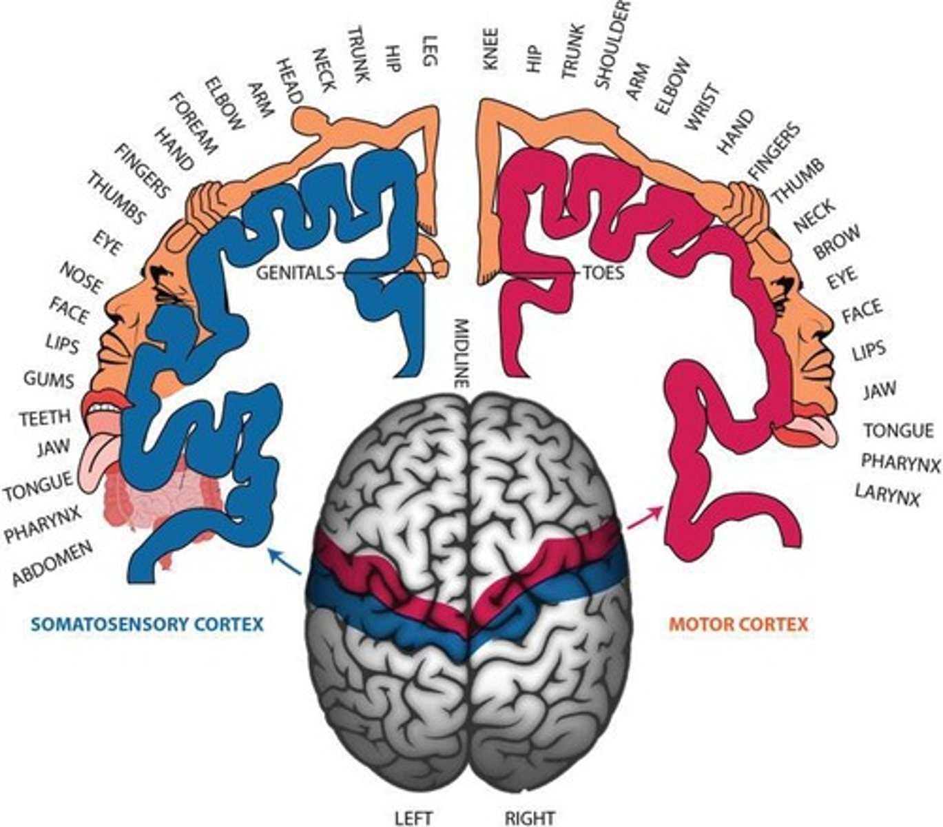 <p>Executes voluntary movements of the body by sending impulses through the brainstem + spinal cord to skeletal muscles</p>