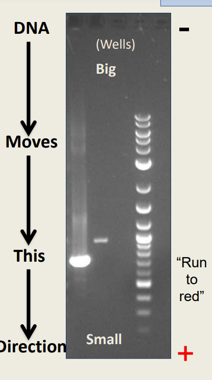 - Detects fragments 
- Used to separate molecules based on their size 
- Nucleic acids are 'loaded' into a gel matrix that is in a salt buffer 
- An electrical charge is passed through the gel 
- Nucleic acids will travel to the positive pole 
- Something is added to DNA or gel that allows visualization (like EtBr and radioactive label)---> allows nucleic acids to be seen 
- Sample is run alongside a known size standard or "ladder"
- Smaller fragments 'run' faster than larger fragments 
-- Fake bands---> not big reactions 
-- Large bands---> big reactions 
