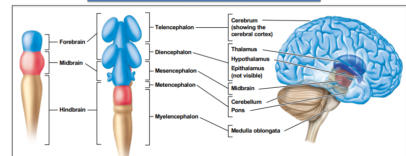 <p>5 week embryo--metencephalon and myelencephalon</p><p>Adult-- cerebellum pons- Responsible for monitoring and coordinating body movement</p><p>medulla oblongata- Coordinates many basic reflexes and bodily functions~</p>