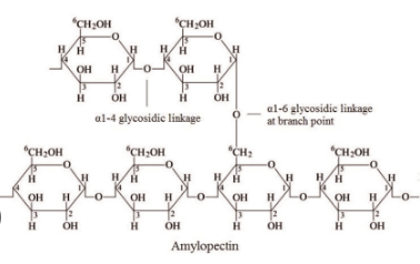 <p><span>A highly branched polysaccharide where glucose units are linked by α-1,4 bonds in the main chains</span></p><p><span>With additional α-1,6 glycosidic bonds creating branch points.&nbsp;</span></p>