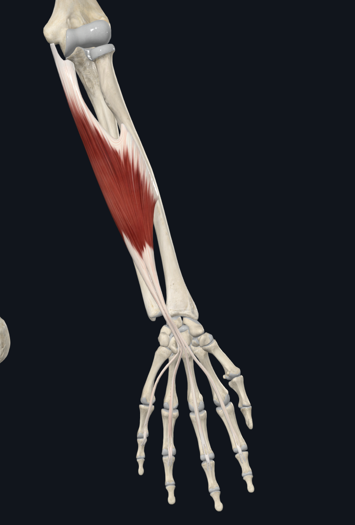 <p><span>Bodies of the middle phalanges on the middle four digits</span></p>