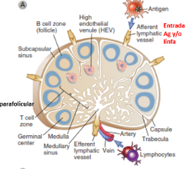 <p>EXPLICA LA MORFOLOGÍA DEL BAZO</p>