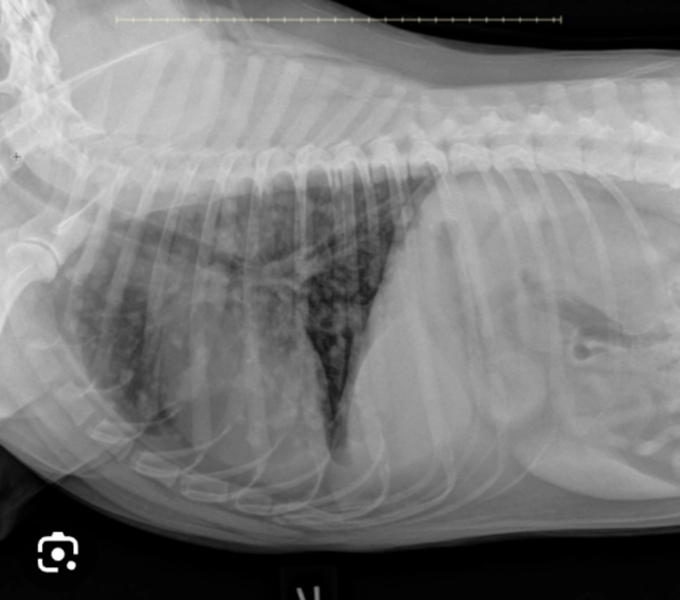 <p>12 yo MN canine with inappetence, labored breathing, and weight loss- what is wrong with this dog?</p>