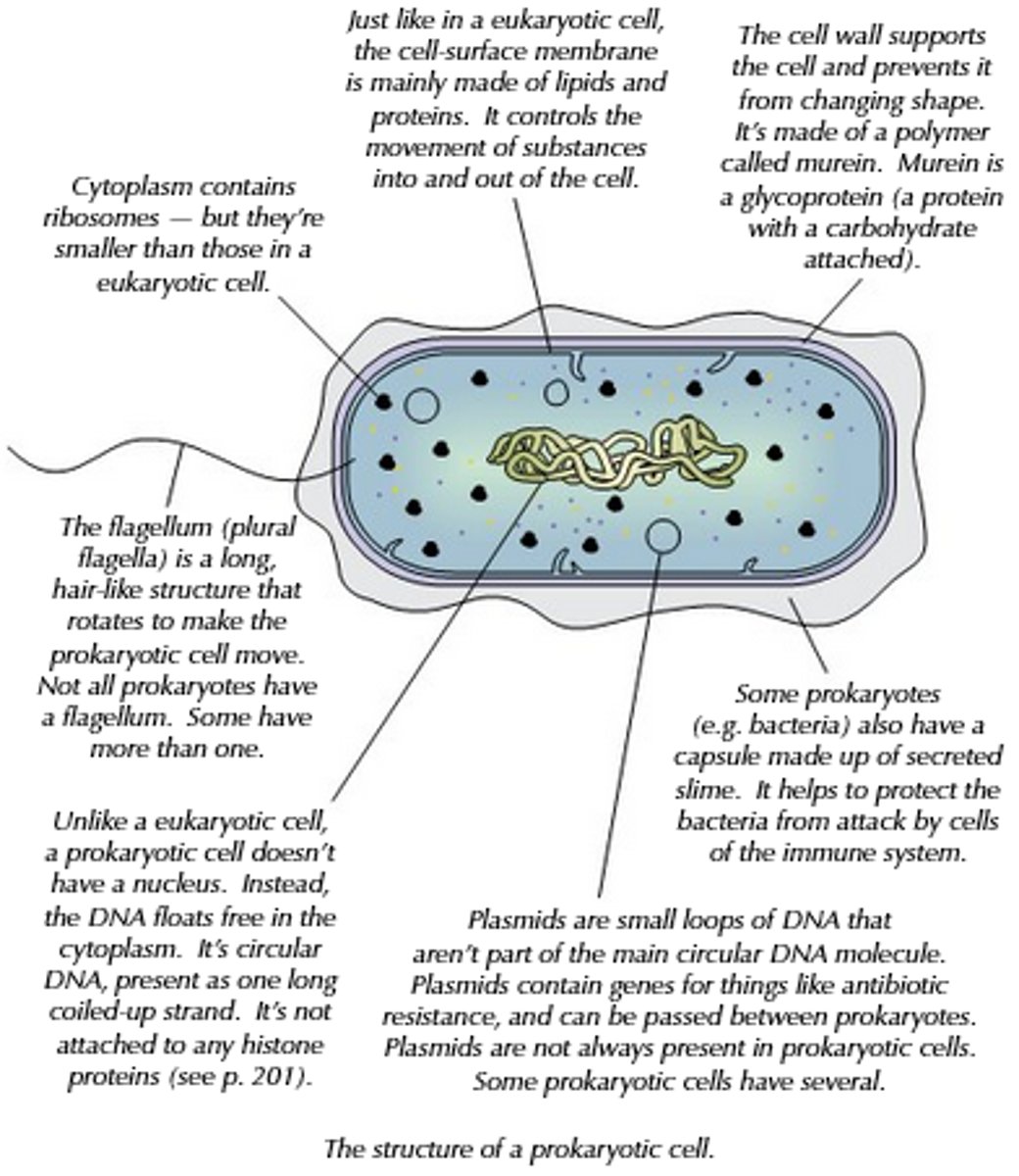 <p>- Bacteria normally range from 0.1-10 μm in length.<br>- All bacteria posses a cell wall made up of murein (a polymer of polysaccharides and peptides).<br>- Many bacteria further protect themselves by secreting a capsule of mcilaginous slime around this wall.<br>- Inside the cell wall is the cell-surface membrane, within which the cytoplasm contains 70S ribosomes.<br>- Bacteria store food reserves as glycogen granules and oil droplets.<br>- The genetic material in bacteria is in the form of a circular strand of DNA; seperate from this are smaller circular pieces of DNA, called plasmids (which can reproduce themselves independently and may give the bacterium resistance to harmful chemicals such as antibiotics).<br>- Plasmids are used extensively as vectors (carriers of genetic information) in genetic engineering.</p>