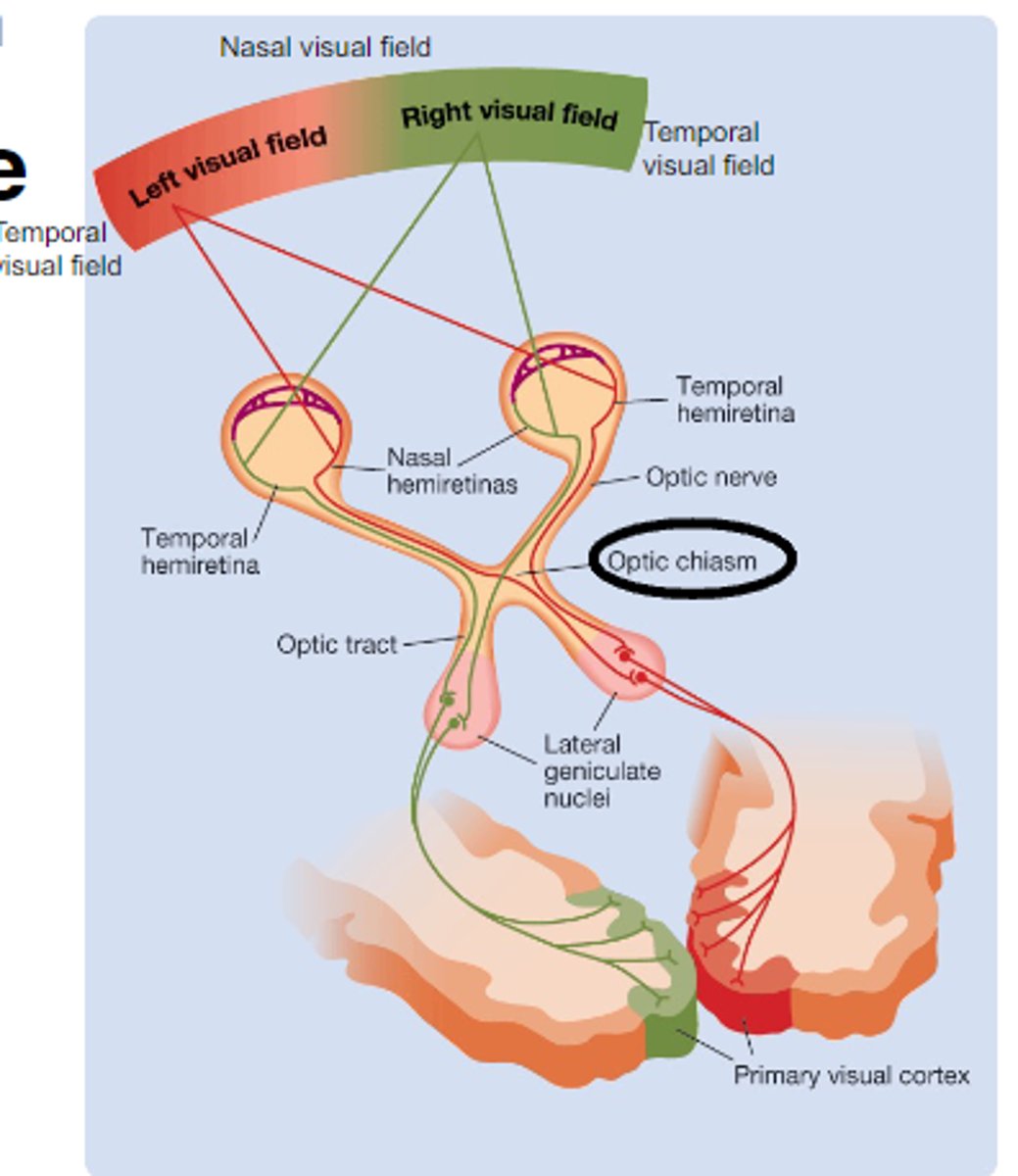 <p>Where axons coming from the nasal retina cross</p>