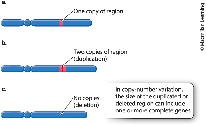 <p>CNV, differences among individuals in the number of copies of a region of the genome.</p><p>Tandem repeat: a region along a DNA molecule in which many identical copies of a short sequence of nucleotides are adjacent to one another.</p>