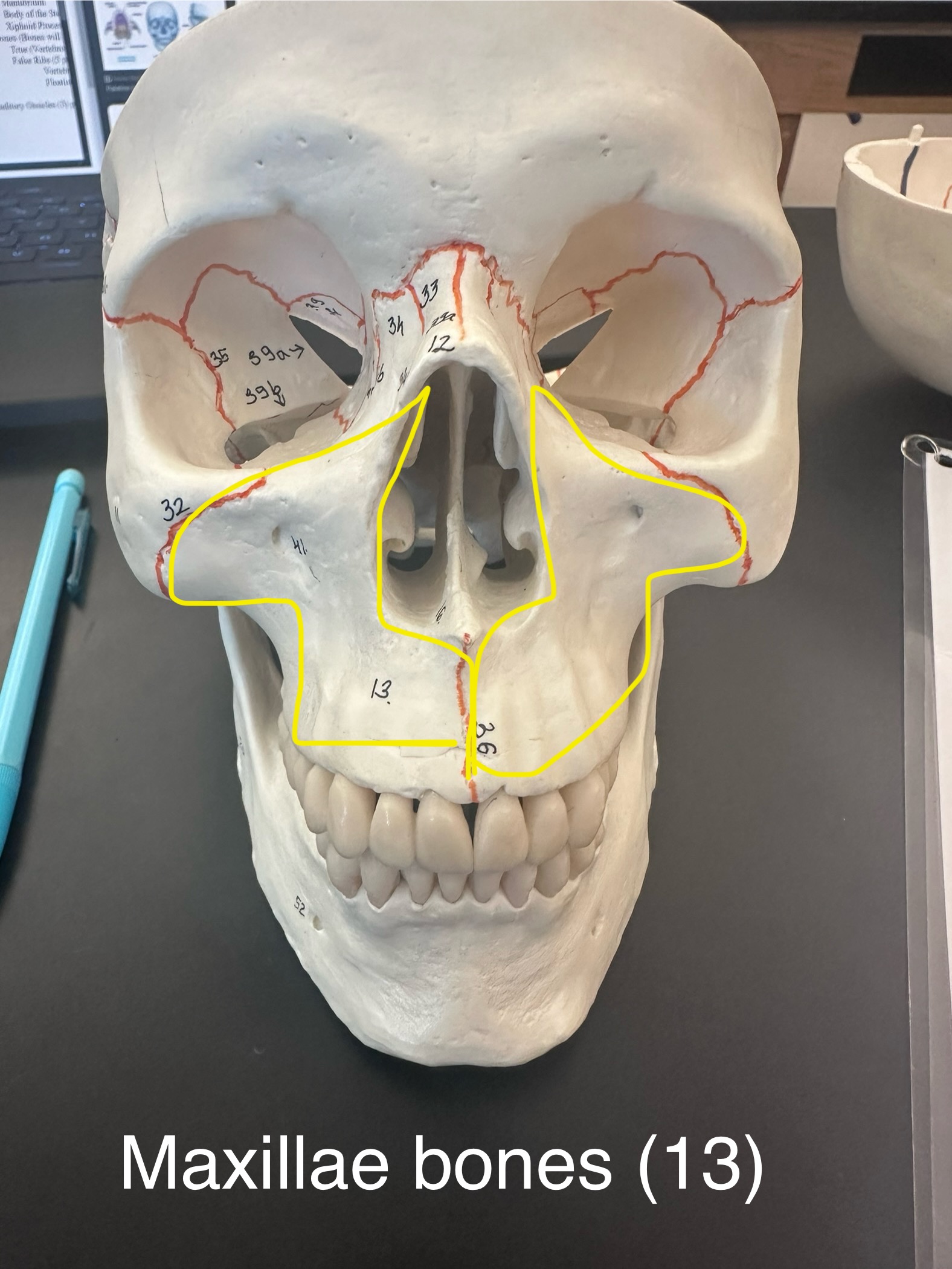 <p>Maxillae Bones</p>