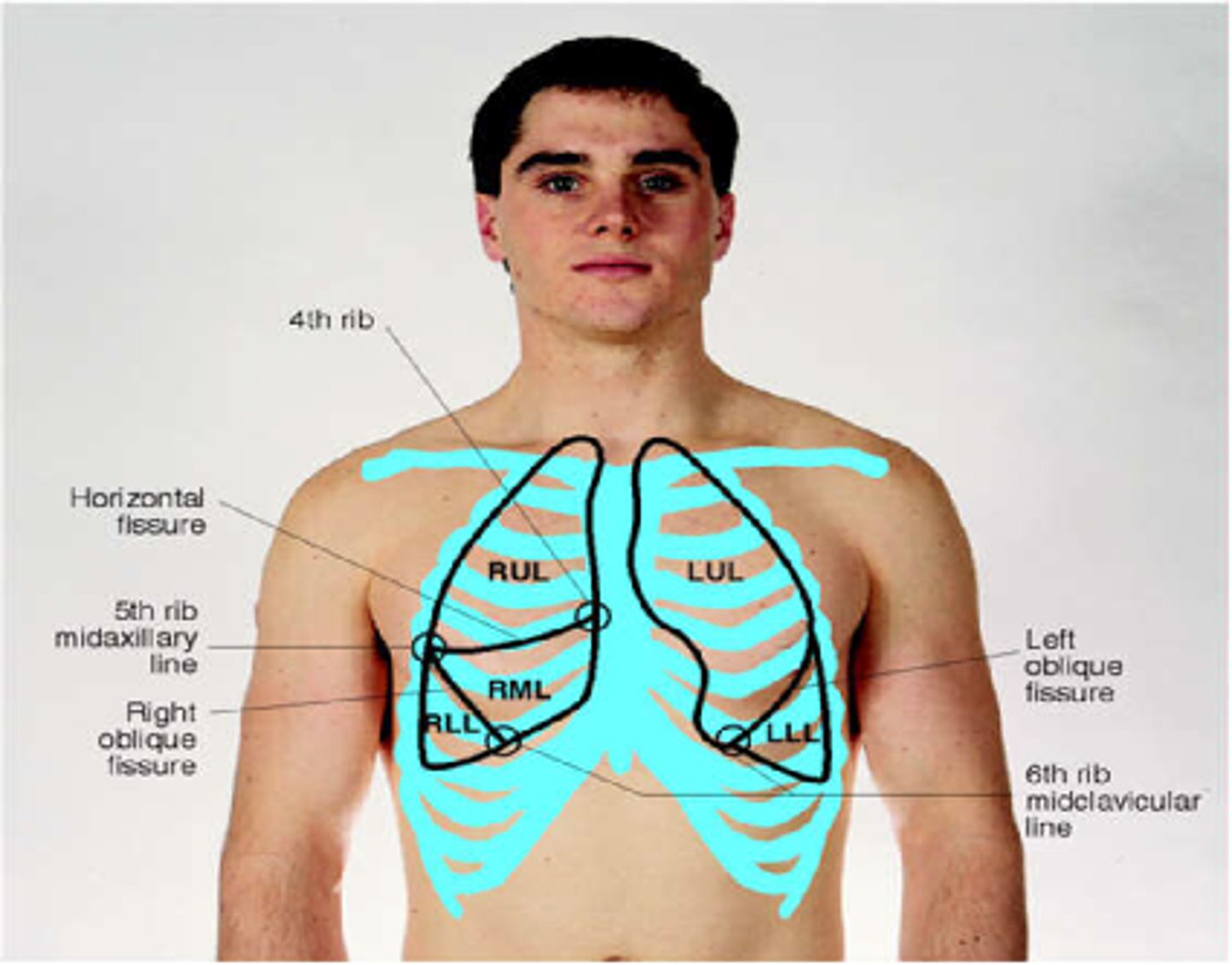 <p>thoracic cavity</p>