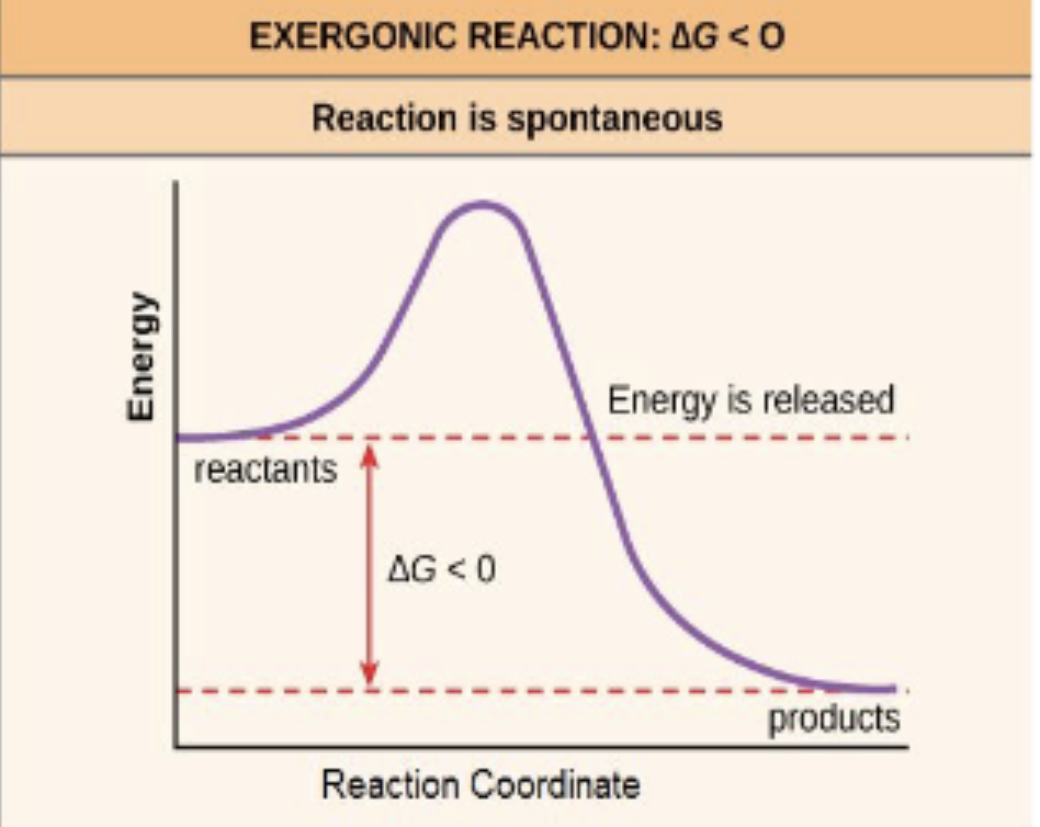 <p>a reaction that has a negative ∆G + is thermodynamically favorable (spontaneous)</p>