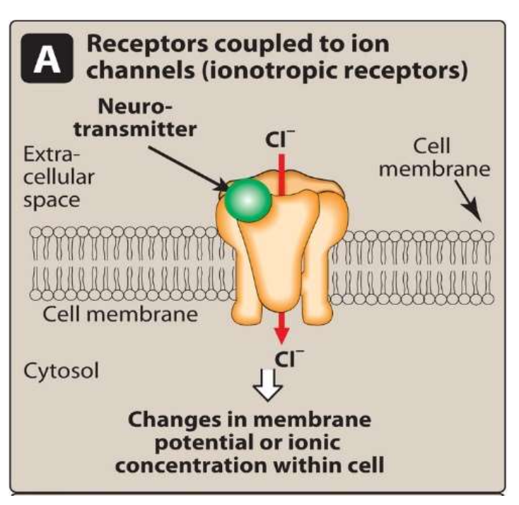 <p>nicotinic or muscarinic </p>