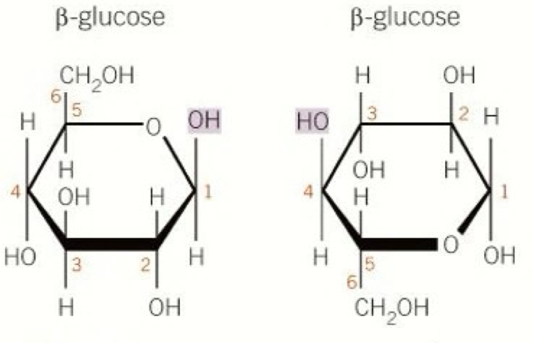 <ul><li><p>Polysaccharide</p></li><li><p>Consists of long chains of beta glucose molecules joined by beta 1-4 glycosidic bonds</p></li><li><p>It is a straight chain molecule because it is unable to coil or form branches </p><ul><li><p>This is due to the fact that each alternate molecule flips in order to have the hydroxyl group of the glucoses close enough to react </p></li></ul></li></ul><p></p>