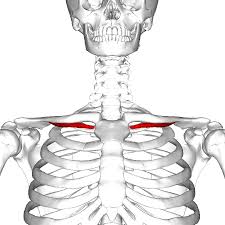 <p>Depresses clavicle and stabilizes joint</p>