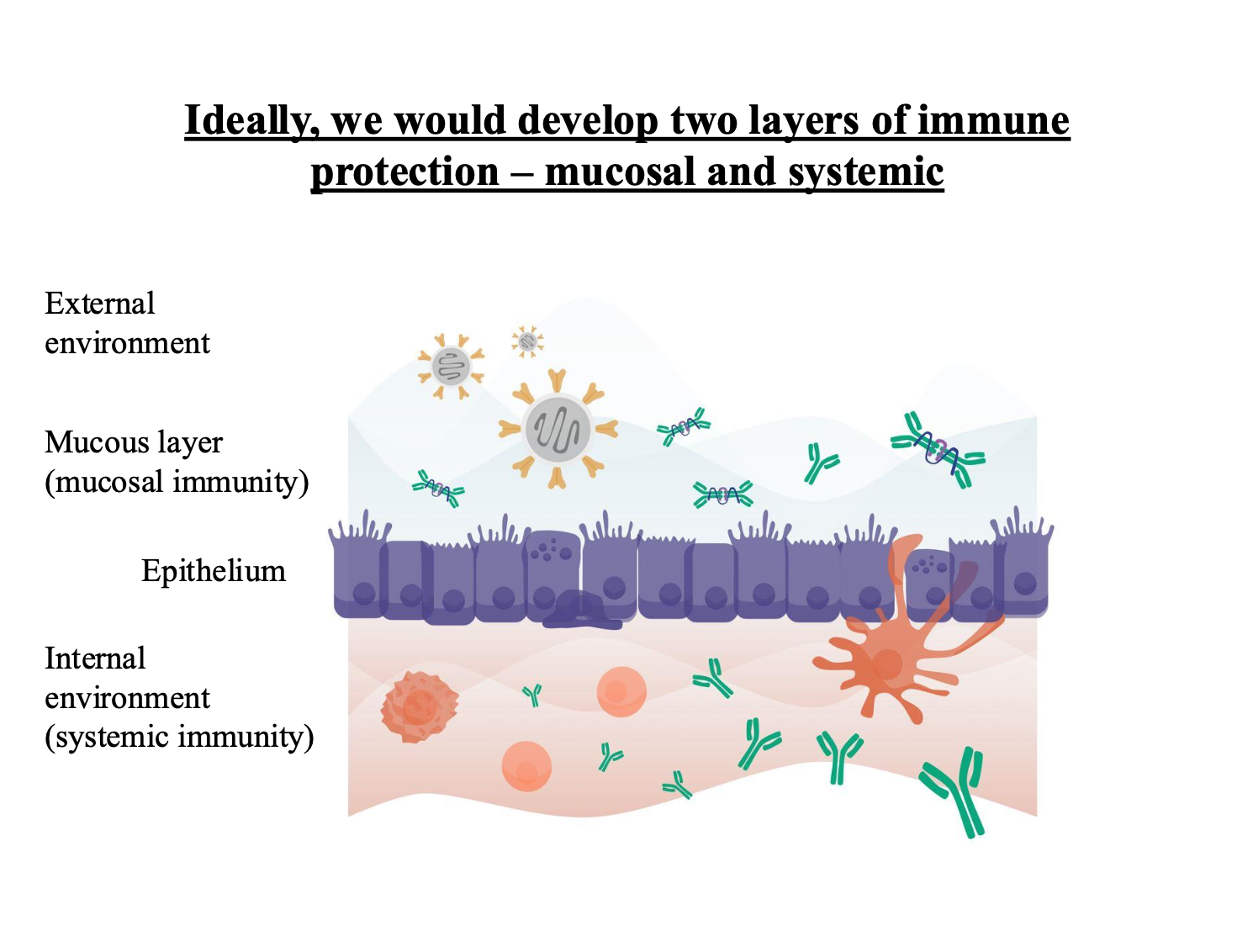 <p>Mucosal prevents a pathogen getting there </p><p>Systemic deals with once the pathogen has gotten in there </p>