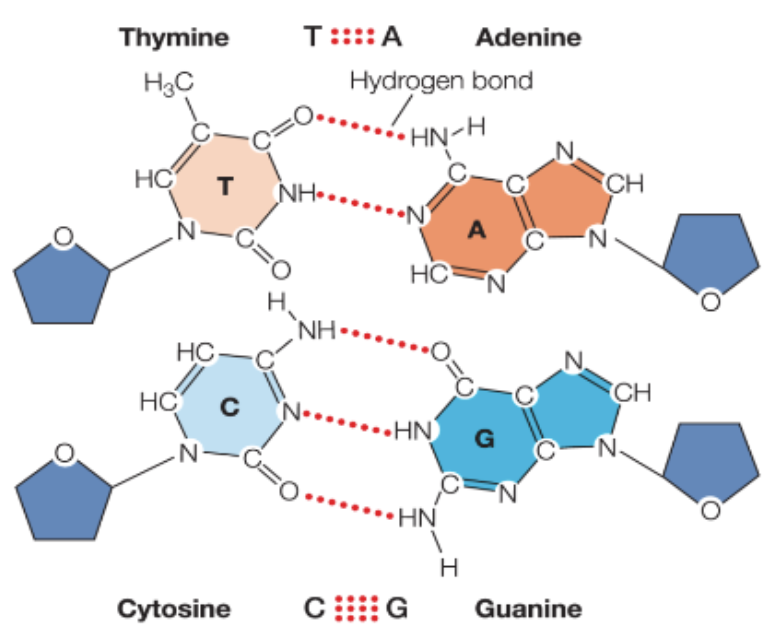 <ul><li><p>adenine pairs with thymine </p><ul><li><p>in RNA, adenine pairs with uracil</p></li></ul></li><li><p>guanine pairs with cytosine </p></li><li><p>there is a fairly strong attraction of these bonds, but not as strong as covalent bonds </p></li><li><p>base pairs can be separated by a small amount of energy</p></li></ul><p></p>