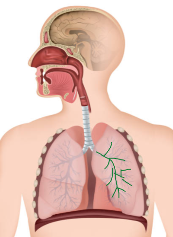 <p>Small Airways</p>