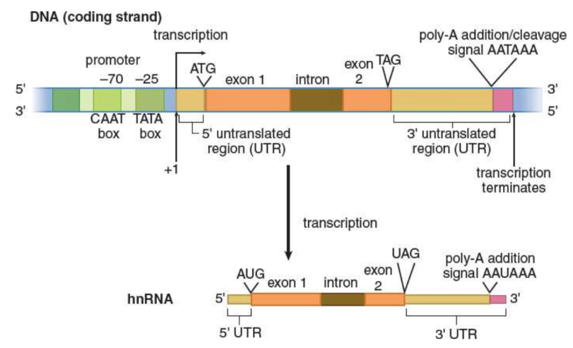 <p>creation of mRNA from a DNA template</p>