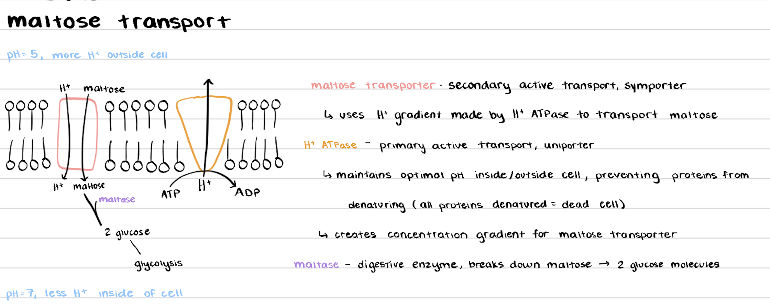 knowt flashcard image