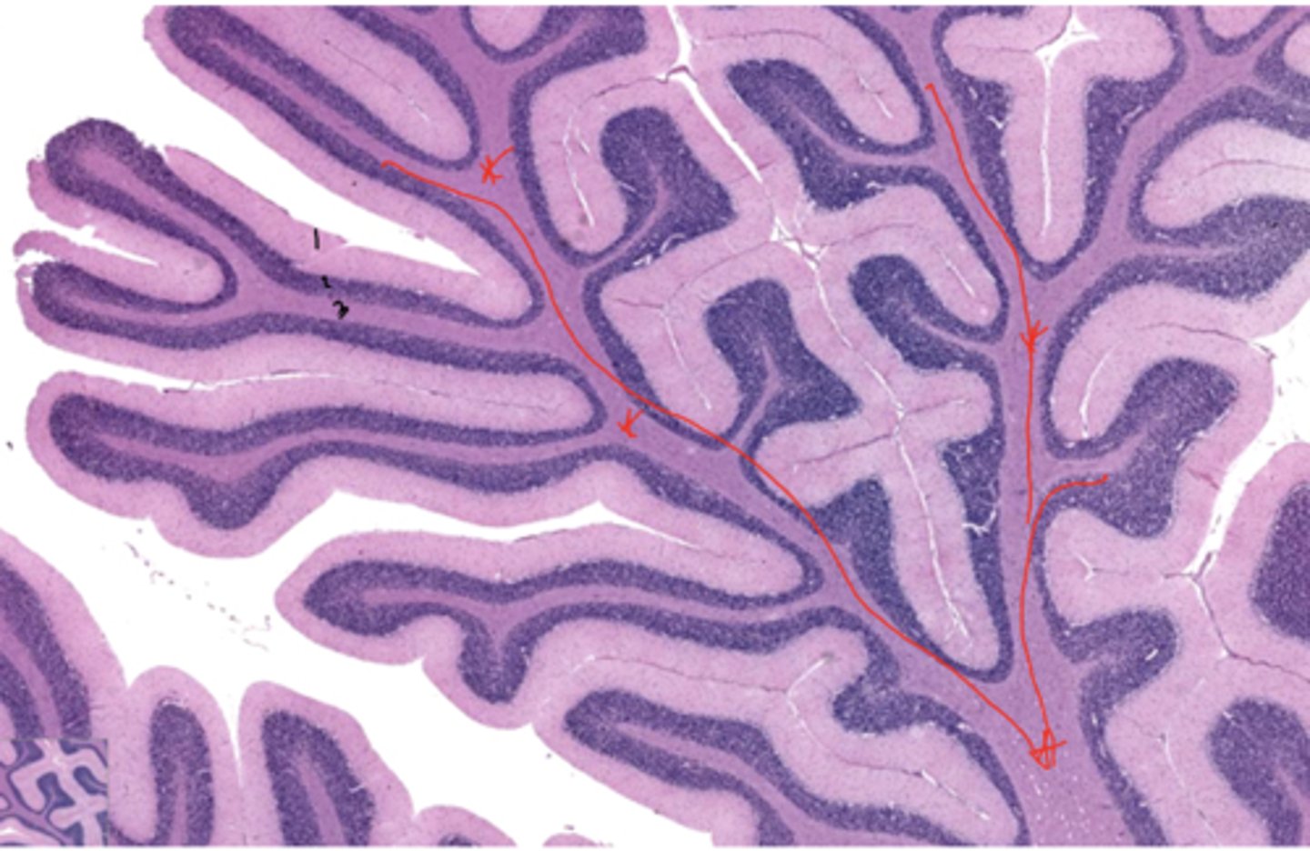 <p>Identify the region of the organ</p>