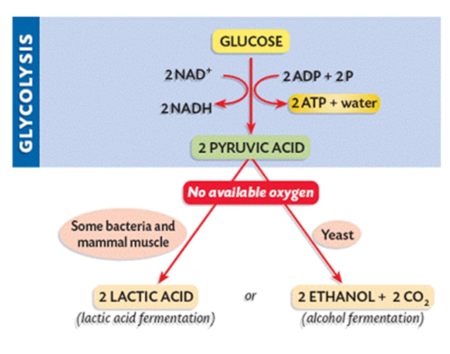 <p>A process by which energy can be released from food molecules in the absence of oxygen</p><p>Follows glycolysis and converts NADH produced in glycolysis back into the electron carrier NAD+, which allows glycolysis to continue producing ATP</p>