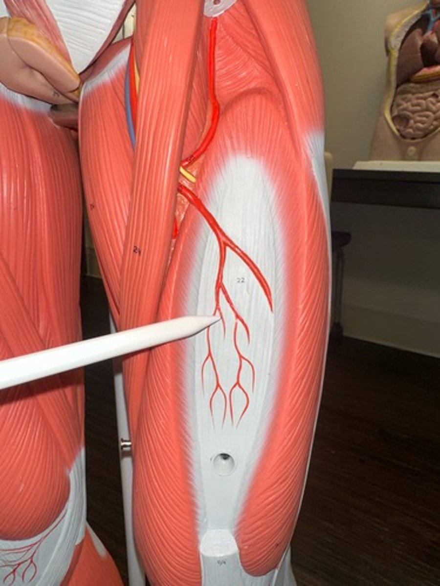 <p>What are the (3) attachments of the Vastus Intermedius?</p>