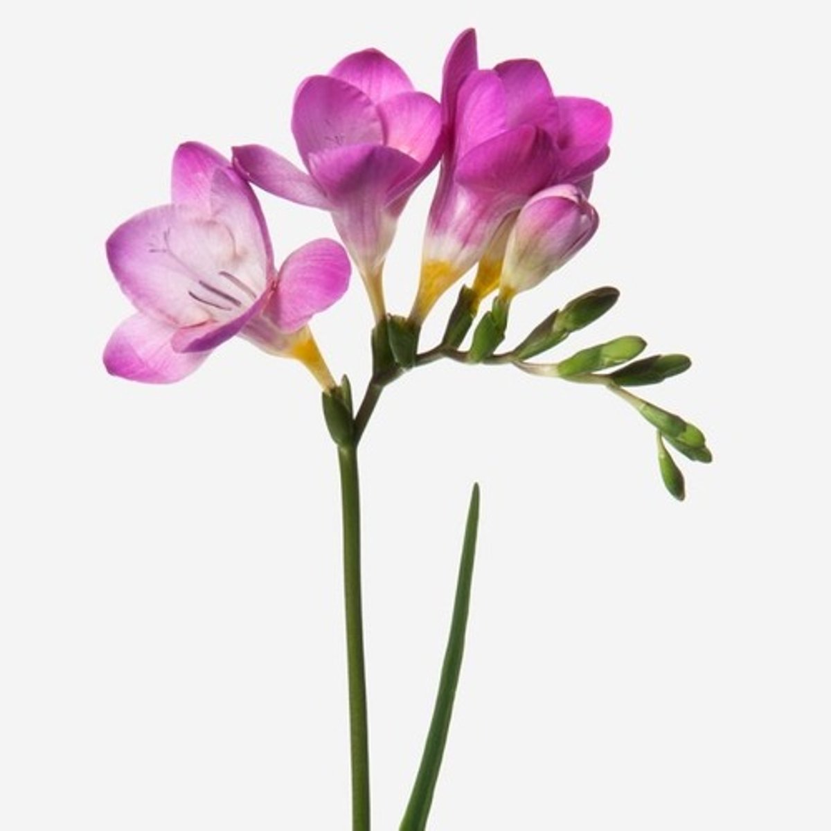 <p>Freesia</p>