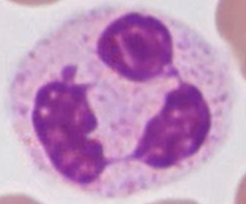 <p>Most common white blood cell (~60-70%) </p><p>They are non-dividing (don’t under mitosis) end stage cells (fully differentiated)</p><p>They eat and kill invading microbes using NETs. They follow chemotaxic gradients to reach infection sites.</p><p>Usually only in blood, found in tissue only when it is infected.</p>