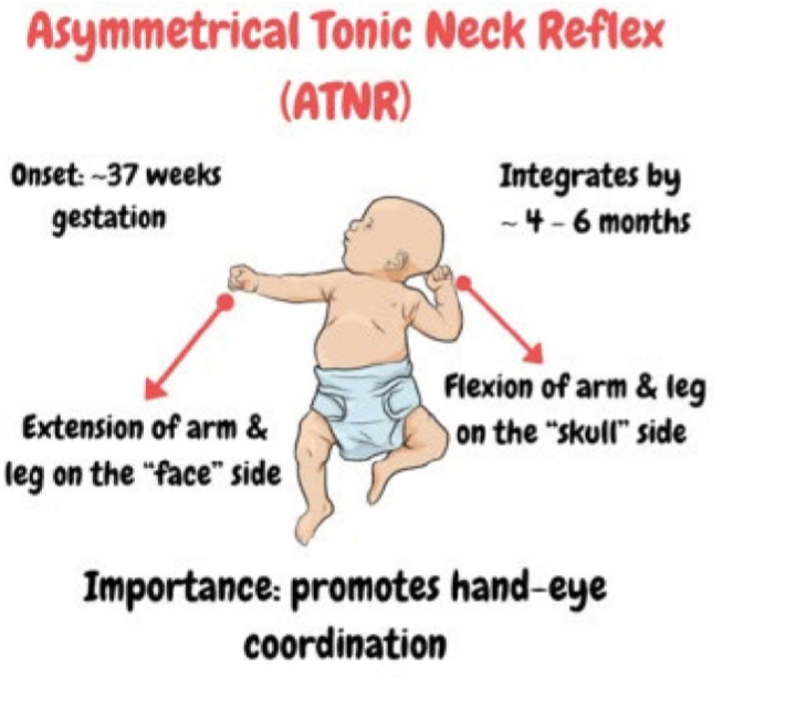 need to overcome the Asymmetric Tonic Neck Reflex