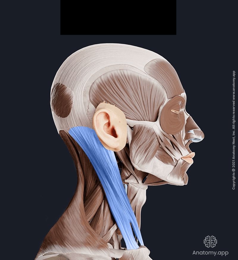 <p>What muscle is this?*****</p>