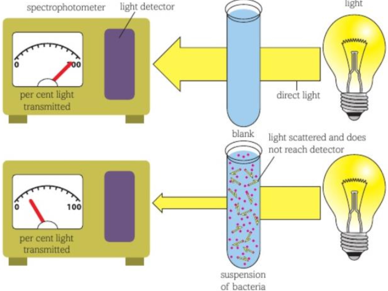 <ul><li><p>turbidimetry is a specialised form of <mark data-color="blue" style="background-color: blue; color: inherit">colorimetry</mark></p></li></ul><p></p><ul><li><p>as no. of bacterial cells in a culture increase it becomes increasingly <mark data-color="blue" style="background-color: blue; color: inherit">cloudy</mark> looking or <mark data-color="blue" style="background-color: blue; color: inherit">turbid</mark></p></li></ul><p></p><ul><li><p>as solution gets more <mark data-color="blue" style="background-color: blue; color: inherit">turbid</mark> it <mark data-color="blue" style="background-color: blue; color: inherit">absorbs more light</mark>, so less light passes through it</p></li></ul><p></p><ul><li><p>a <mark data-color="blue" style="background-color: blue; color: inherit">colorimeter</mark> measures this</p></li></ul><p></p><ul><li><p>both <mark data-color="blue" style="background-color: blue; color: inherit">dead and living</mark> cells will affect turbidity</p></li></ul>