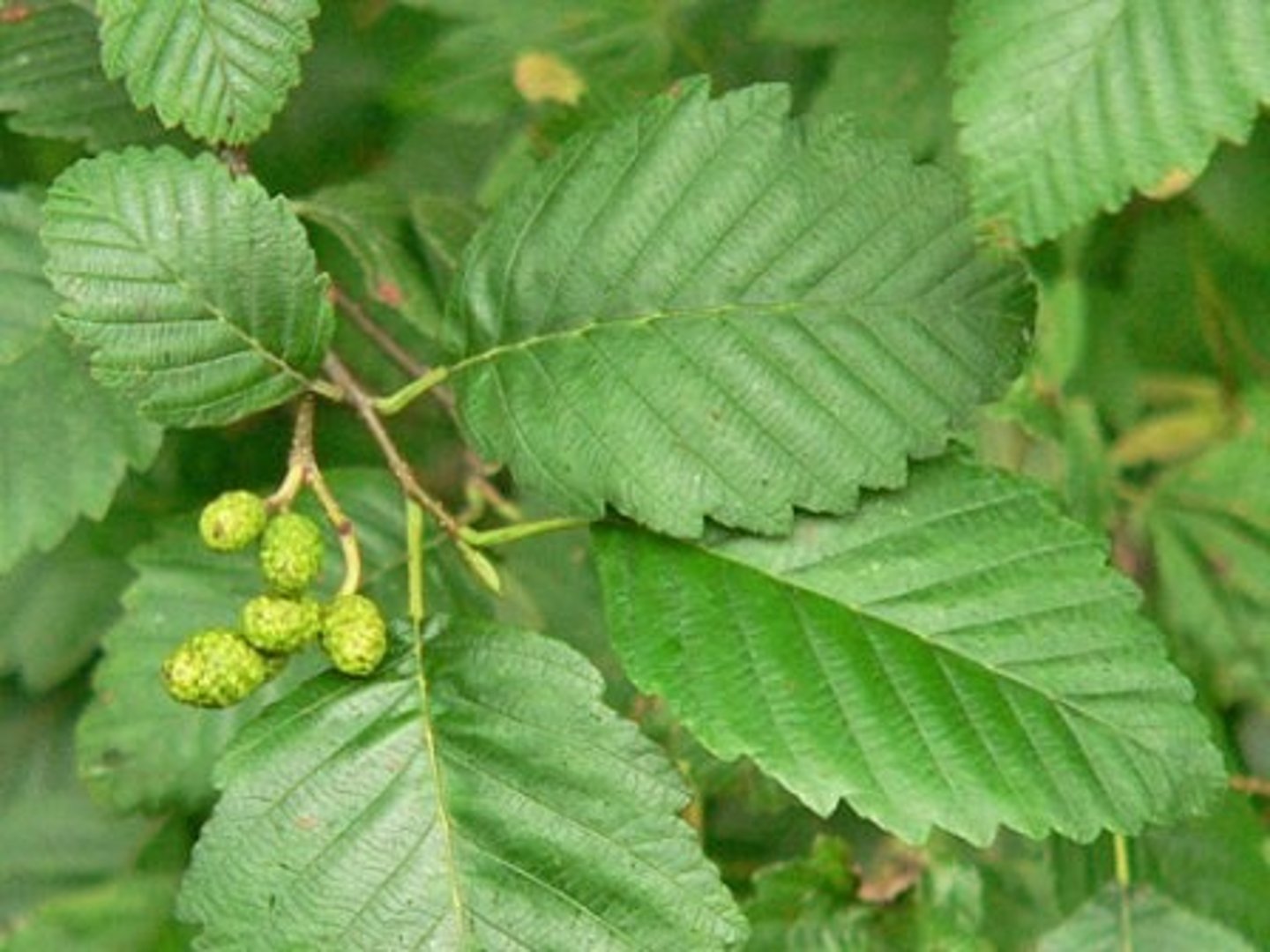 <p>alder tree hut - perennialism</p>