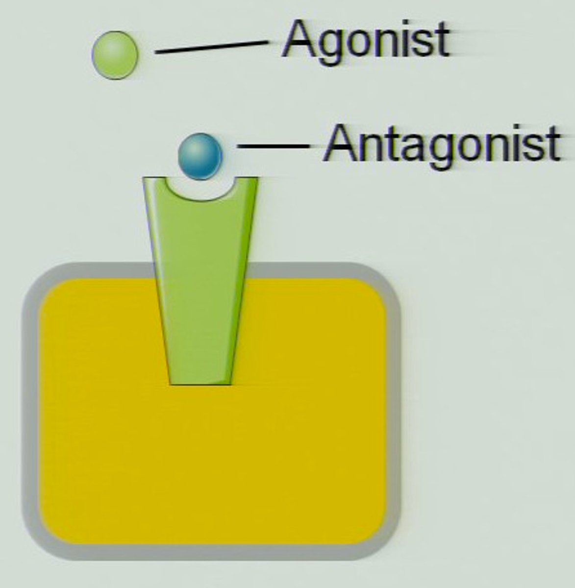 <p>a molecule that, by binding to a receptor site, stimulates a response</p>