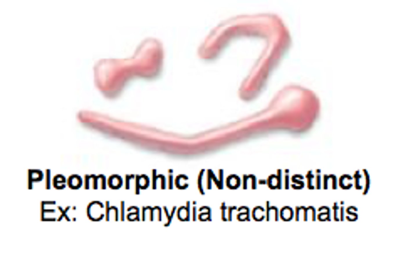 <p>bacteria that can take on different shapes, due to their heredity</p>