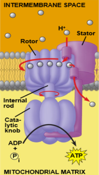 <p>With the use of an enzyme called ATP synthase, an electrochemical gradient across a membrane draws protons near the ATP synthase. The spinning of ATP synthase phosphorylates many ADP simultaneously.</p><p>Multiple at a time!</p>