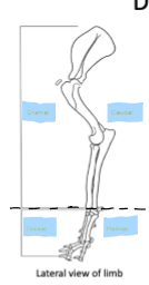 <p>Above the carpus/tarsus, the limb is referred to as cranial/caudal. Below the carpus/tarsus, is is dorsal/palmer (thoracic) or plantar (pelvic)</p>