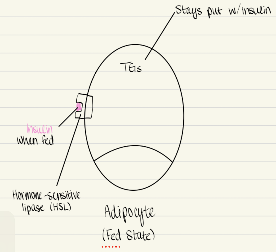 <p>hormone-sensitive lipase </p>