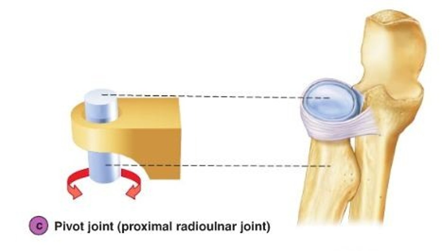 <p>like the hinge joint allows motion in one plane, but this motion is rotation (the joint between the atlas and axis. which allows the head to turn 90º left or 90º right)</p>