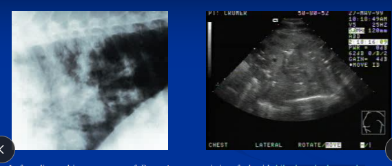 <p><span>Rhodococcus equi</span></p>