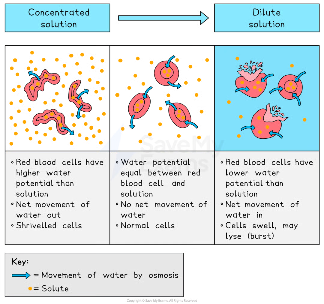 <p>without a cell wall, osmosis can have sever effects on animal cells</p><ul><li><p>in strong sugar solution (lower water potential) → the cell loses water, becoming crenated (shrivelled)</p></li><li><p>in distilled water (higher water potential) → the cell gains water, eventually bursting since it lacks a cell wall to maintain structure </p></li></ul><p></p>