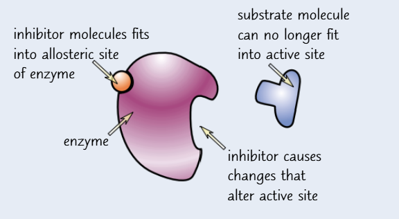 <ul><li><p>non-competitive inhibitors molecules bind to the enzyme away from its active site at a site called the allosteric site</p></li><li><p>this causes the active site to change shape so the substrate molecules can no longer bind to it</p></li><li><p>they don’t compete with the substrate molecules to bind to the active site because they have a different shape</p></li><li><p>increasing the concentration of substrate won’t make any difference </p></li></ul><p></p>