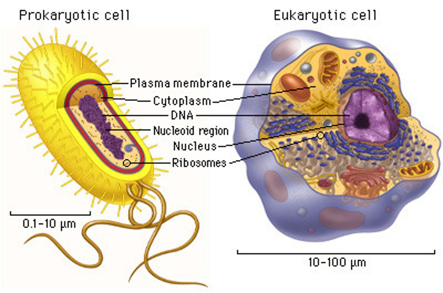 <p>has lipid bilayer, has cytosol (inner fluid), chromosomes (genes), and Ribosomes (make proteins)</p>